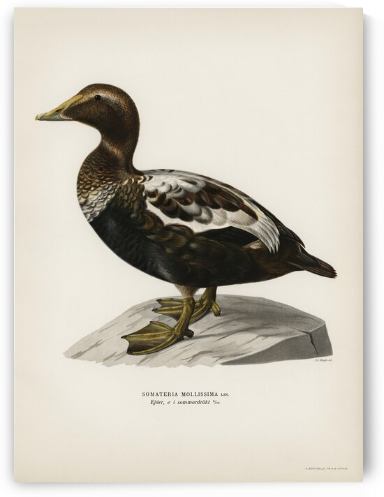Eider CORACIAS SOMATERIA MOLLISSIMA by IStockHistory com