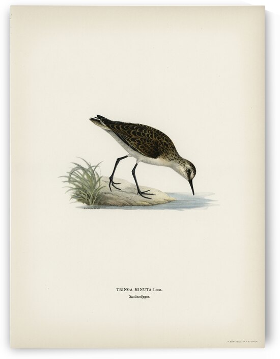 Little stint tringa minuta by IStockHistory com