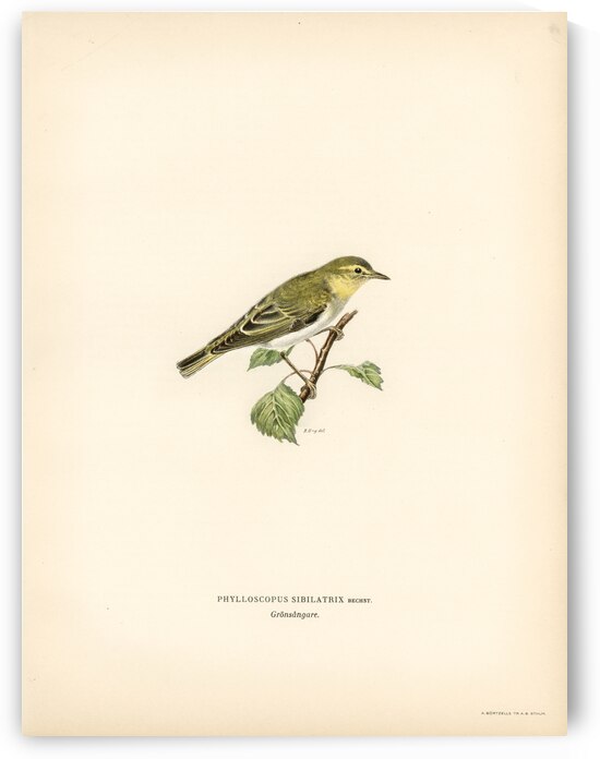 Wood Warbler Phylloscopus sibilatrix by IStockHistory com