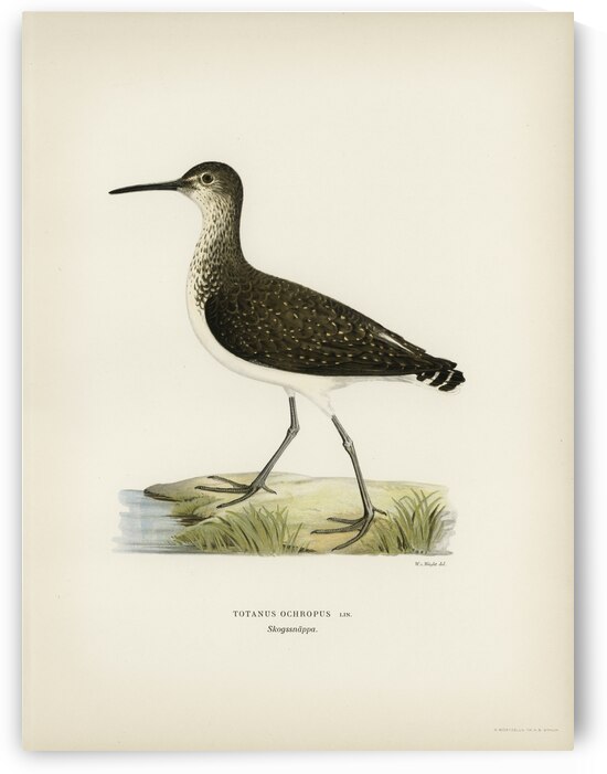 Green Sandpiper Totanus ochropus by IStockHistory com