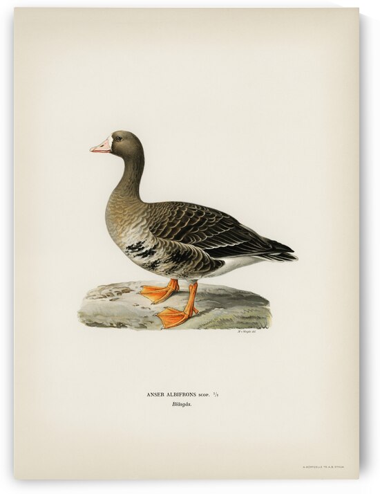 Greater White-fronted Goose Anser albifrons by IStockHistory com