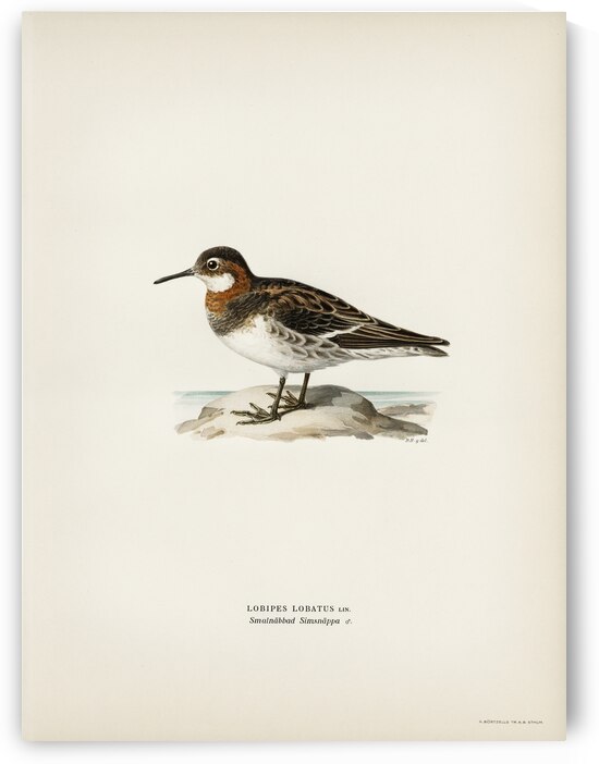Red-necked Phalarope lobipes lobatus by IStockHistory com