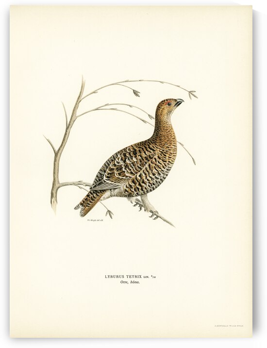 Black grouse Lyrurus tetrix by IStockHistory com