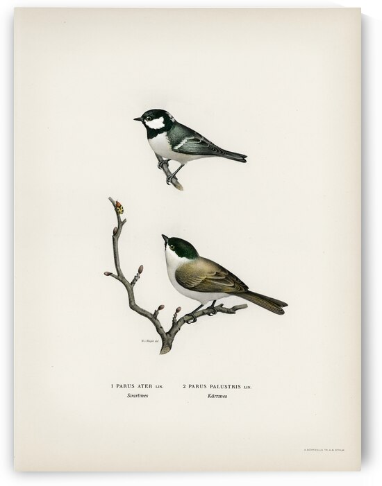 Coal Tit Parus Ater and Marsh Tit Parus Palustris by IStockHistory com