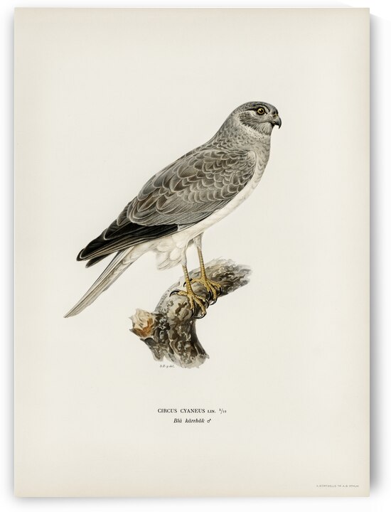 Hen Harrier male Circus cyaneus by IStockHistory com