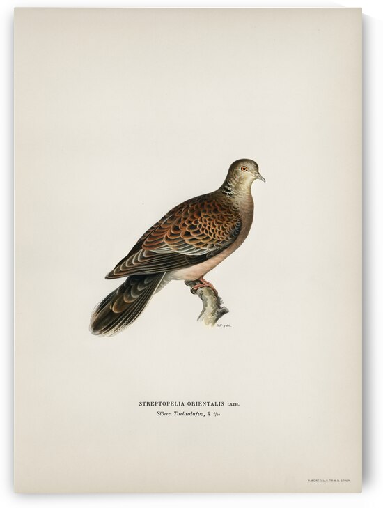 Oriental turtle dove ♀ Streptopelia orientalis by IStockHistory com