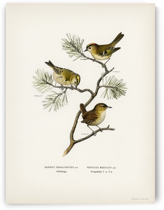 Purple Sandpiper tringa maritima by IStockHistory com