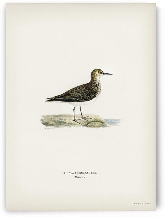 Temminck&39s Stint tringa temminckii by IStockHistory com
