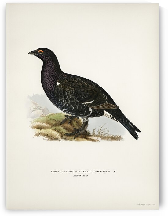 Hybrid between black grouse and western capercaillie Lyrurus tetrix ♂ x Tetrao urogallus ♀ by IStockHistory com