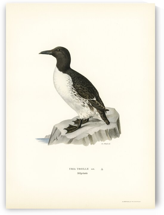 Uria troille by IStockHistory com