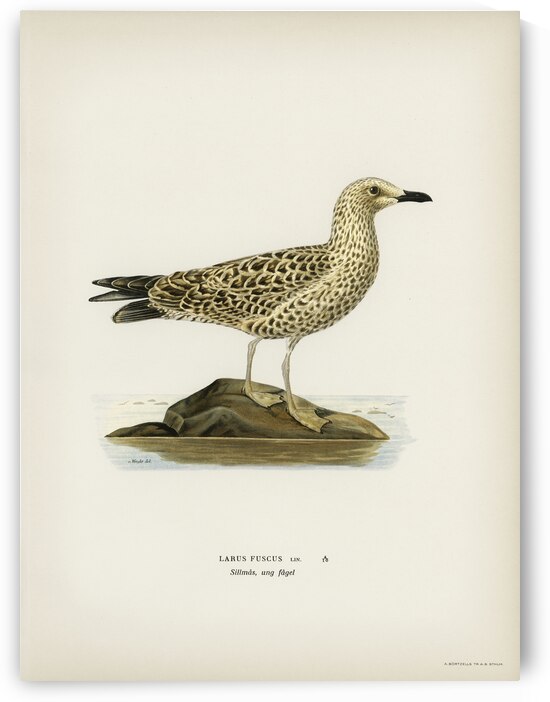 Leser black-backed gull Larus fuscus by IStockHistory com