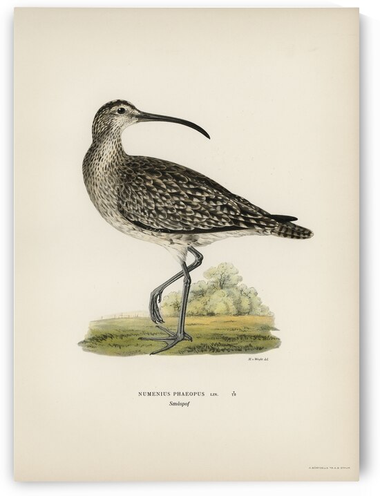 Whimbrel Numenius phaeopus by IStockHistory com