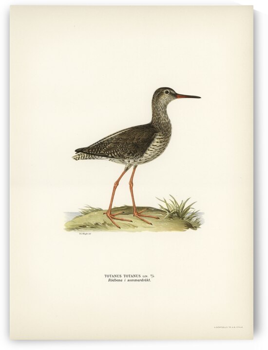 Common redshank Totanus totanus by IStockHistory com