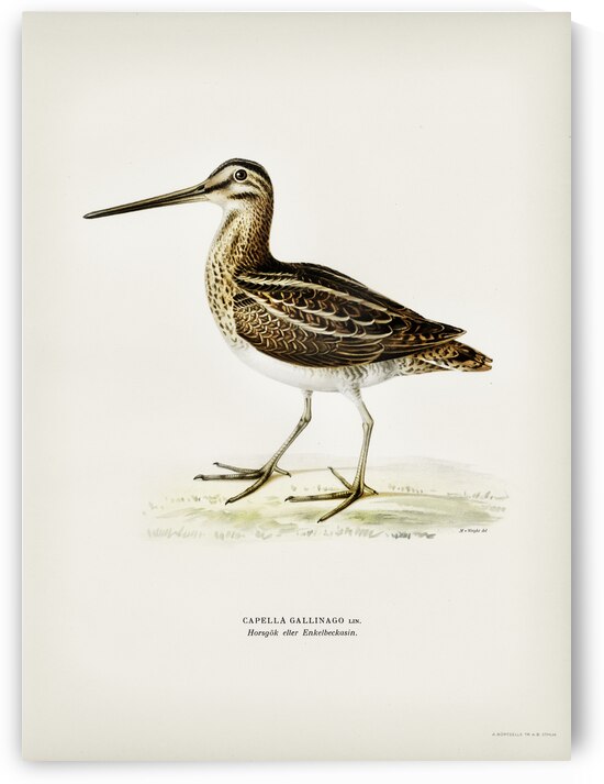 Common snipe capella gallinago by IStockHistory com