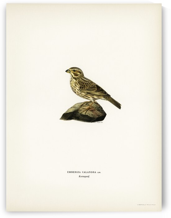 Corn bunting EMBERIZA CARLANDRA by IStockHistory com