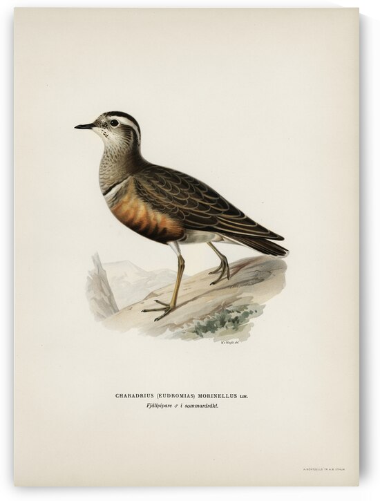 Eurasian dotterel ♂ Charadrius eudromias morinellus by IStockHistory com