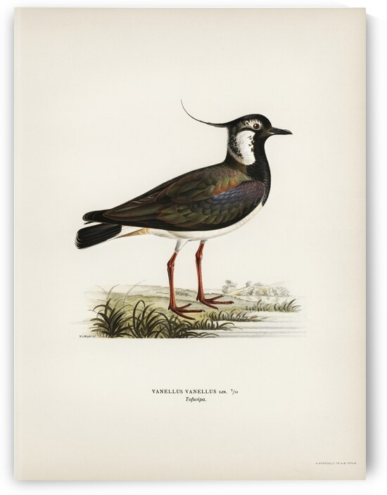 Northern labwing Vanellus vanellus by IStockHistory com