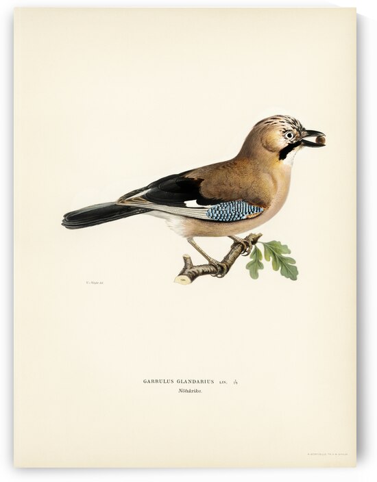 Eurasian jay Garrulus glandarius by IStockHistory com