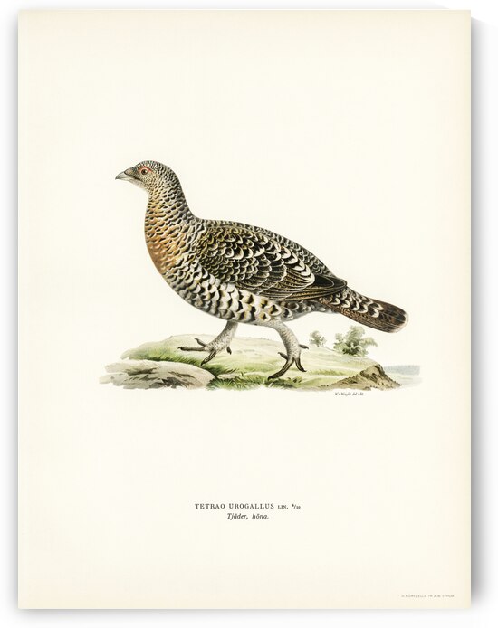 Western Capercaillie Tetrao Urogallus  by IStockHistory com