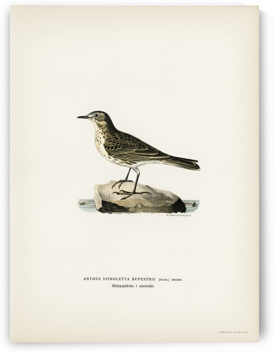 Water pipi ANTHUS SPINOLETTA RUPESTRIS by IStockHistory com