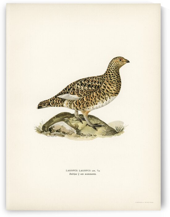 Water pipi ANTHUS SPINOLETTA RUPESTRIS by IStockHistory com