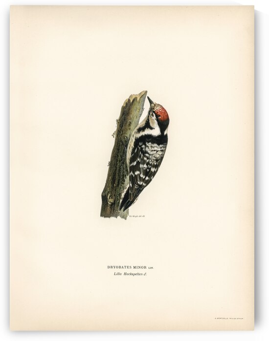Lesser spotted woodpecker Dryobates minor by IStockHistory com