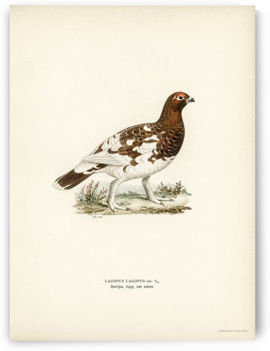 Willow ptarmigan by IStockHistory com