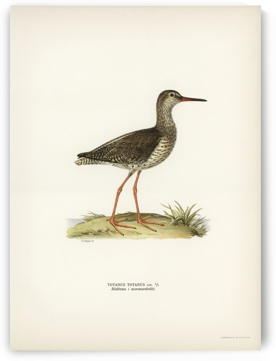 Common redshank Totanus totanus by IStockHistory com