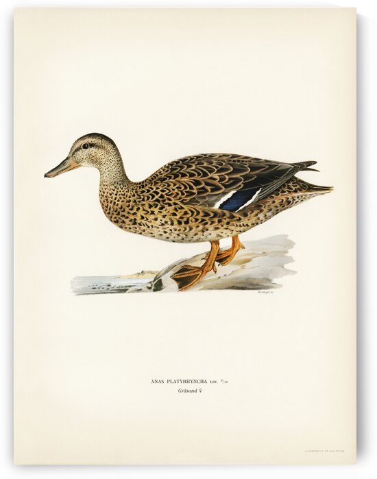 Mallard female Anas platyrhynchos by IStockHistory com