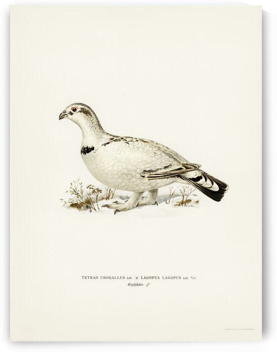 Hybrid between Western capercaillie and Willow ptarmigan Tetrao urogallus x lagopus lagopus by IStockHistory com