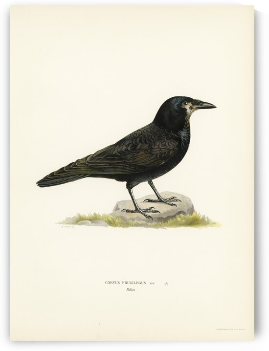 Rook Corvus Frugilegus by IStockHistory com