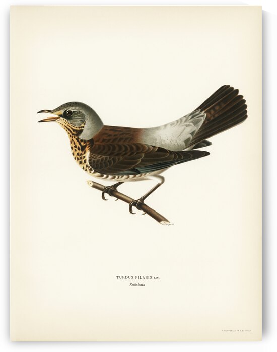 Fieldfare Turdus pilaris by IStockHistory com