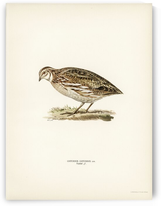 Common quail Coturnix coturnix by IStockHistory com