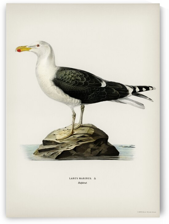 Great black-backed gull Larus Marinus by IStockHistory com
