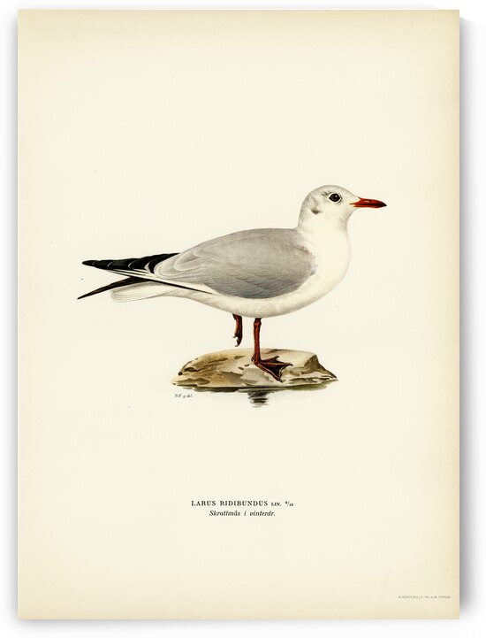 Black-headed gull Larus Ridibundus by IStockHistory com