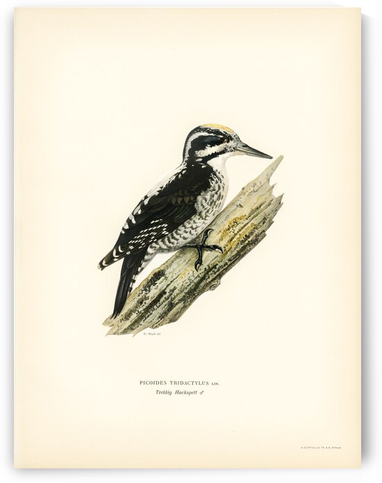 Three-toed woodpecker Picoides Tridactylu by IStockHistory com