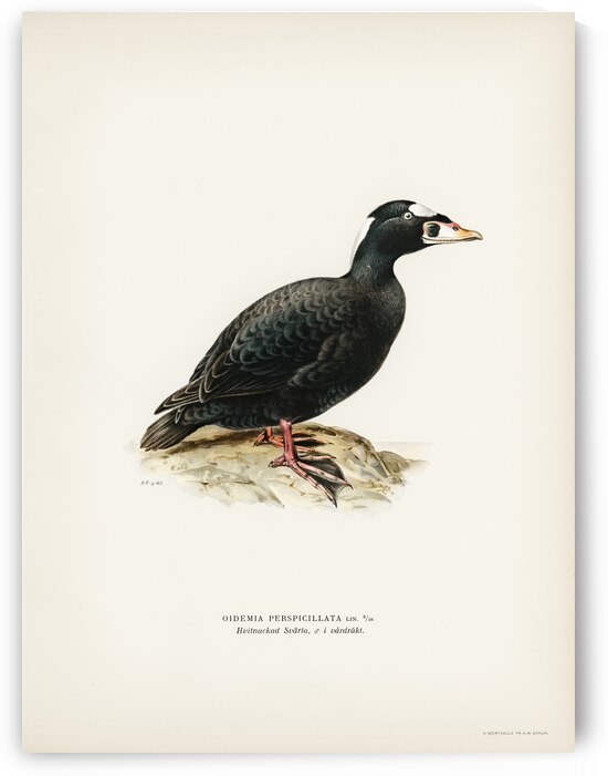 Surf Scoter male Oidemia perspicillata by IStockHistory com