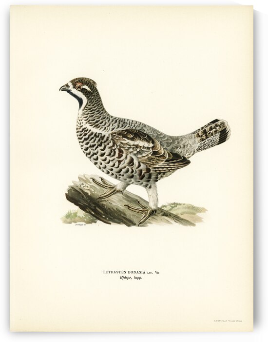 Hazel grouse Tetrastes bonasia by IStockHistory com