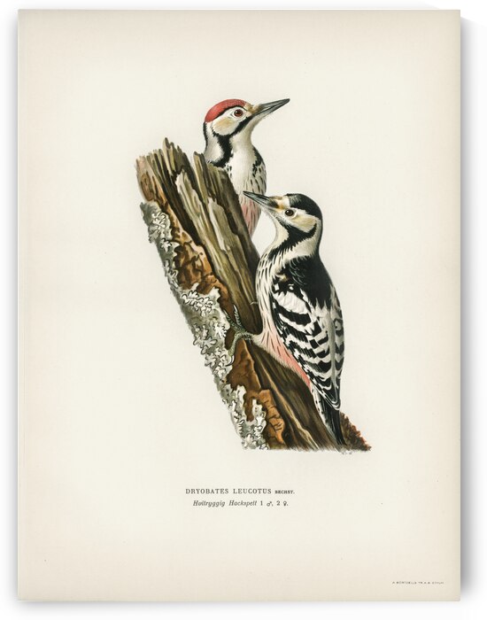 White-backed woodpecker 1♀  2♂ Dryobates leucotus by IStockHistory com