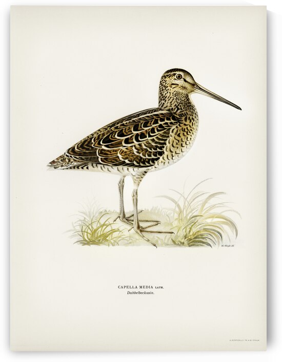 Great snipe Capella media by IStockHistory com