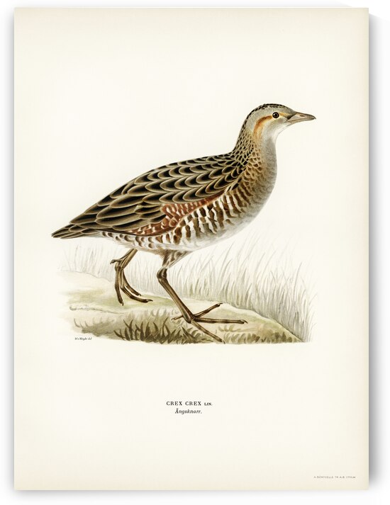 Common Buzzard BUTEO BUTEO by IStockHistory com