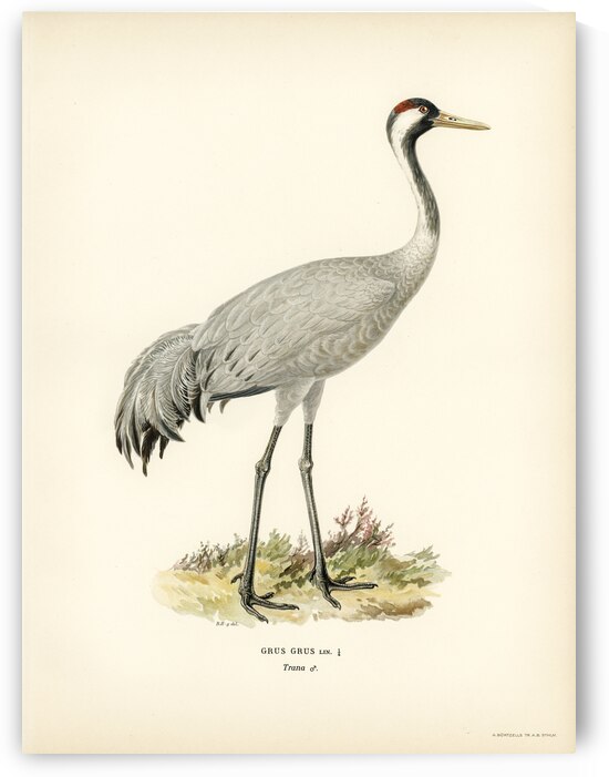 Common Crane Grus Grus by IStockHistory com