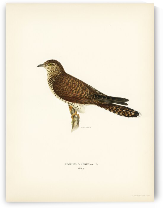 Common cuckoo-female ♀ Cuculus canorus by IStockHistory com
