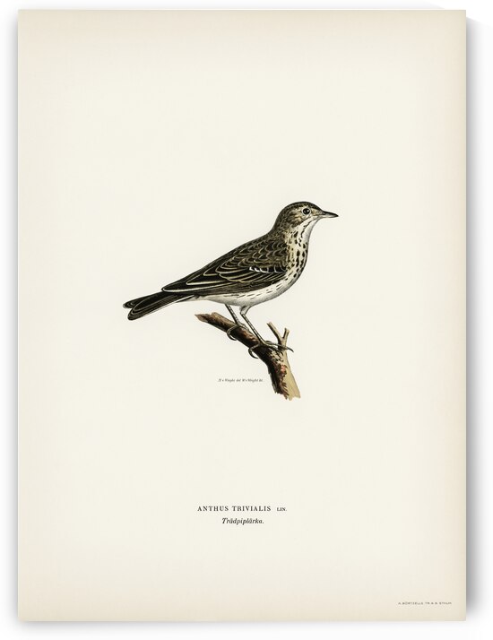 Tree pipit Anthus trivialis by IStockHistory com