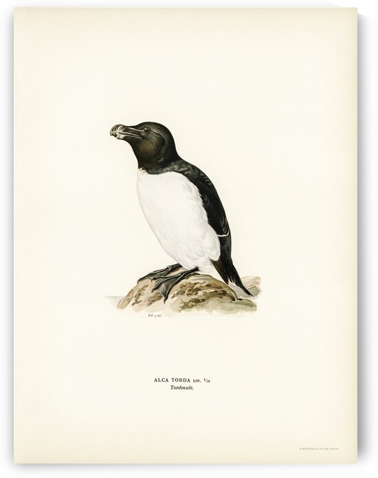 Razorbill Alca torda by IStockHistory com
