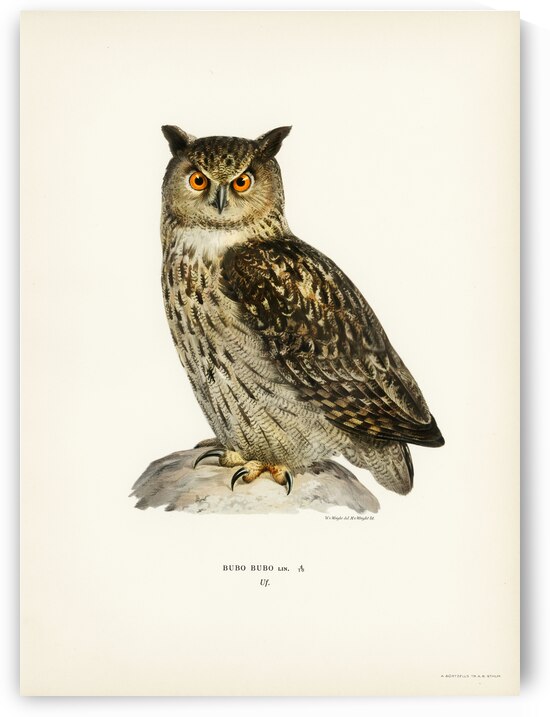 Eurasian eagle-owl BUBO BUBO by IStockHistory com