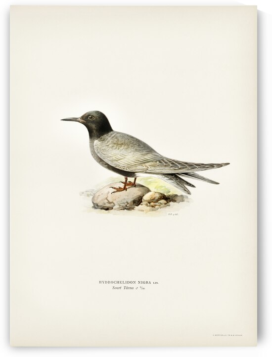 HYDROCHELIDON NIGRA by IStockHistory com