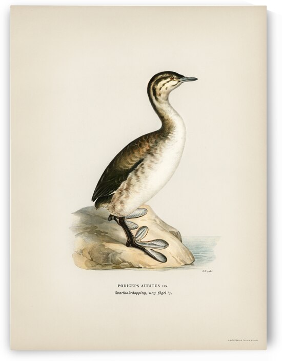 Young horned grebe Podiceps auritus by IStockHistory com