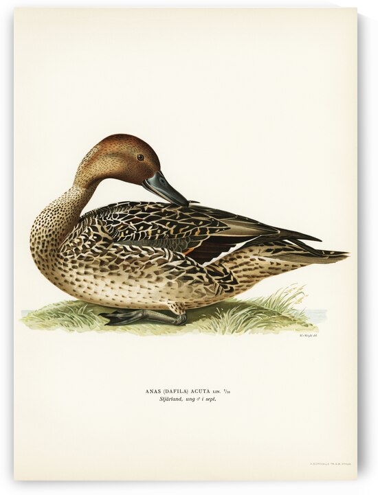 Northern Pintail Anas [dafila] acuta by IStockHistory com
