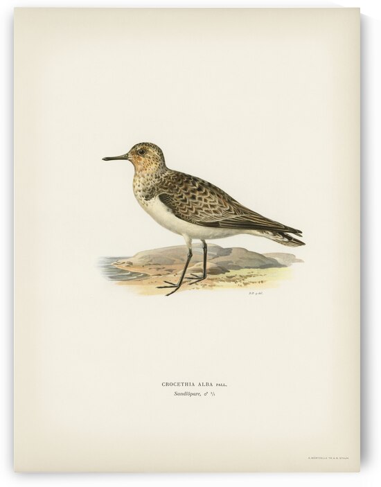 Sanderling Crocethia alba by IStockHistory com